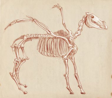 efsanevi hayvanlar ve canavarlar: Pegasus