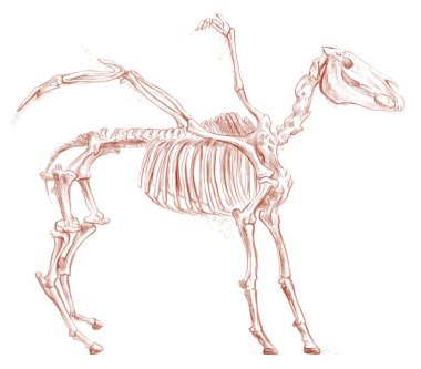 efsanevi hayvanlar ve canavarlar: Pegasus