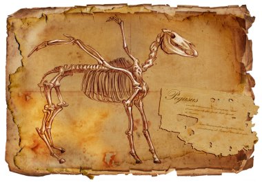 efsanevi hayvanlar ve canavarlar: Pegasus