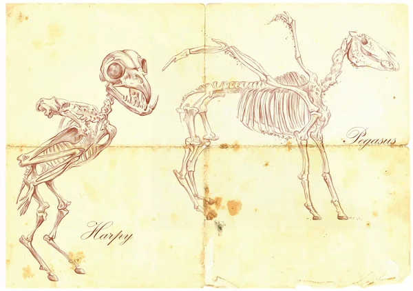 Un vector dibujado a mano: Harpy, Pegasus — Vector de stock