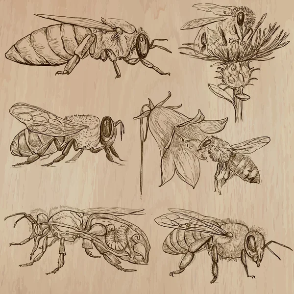 Včely včelařství a med - ručně kreslenou vektorové pack 3 — Stockový vektor