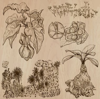 Flowers, Trees, Plants - Hand drawn vector pack clipart