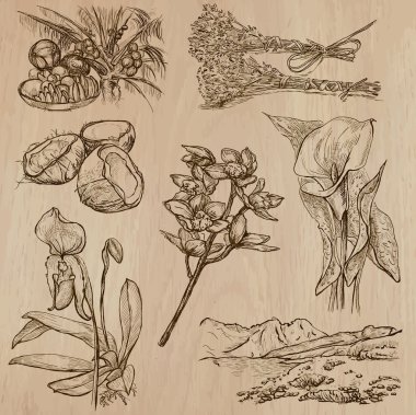 Çiçekler, ağaçlar, bitkiler - elle çizilmiş vektör paketi