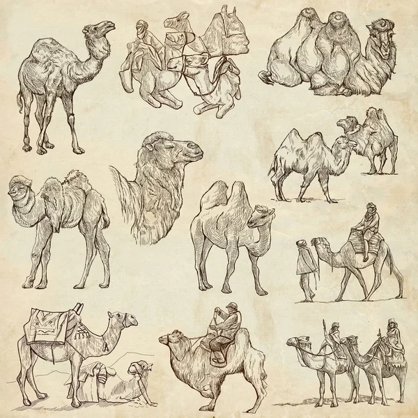 Camelos - Um pacote desenhado à mão. Originais — Fotografia de Stock