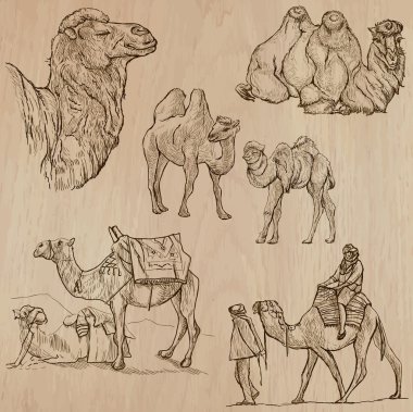 Camels - An hand drawn vectors. Converted clipart