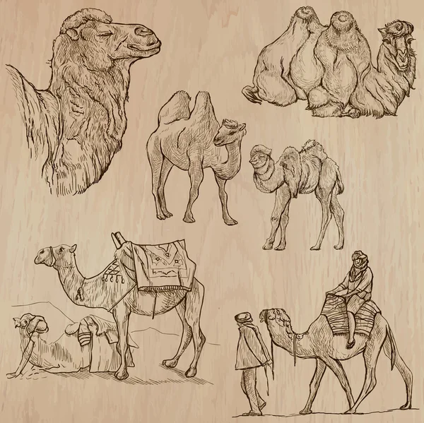 Верблюды - Векторы, нарисованные вручную. Преобразованные должности — стоковый вектор