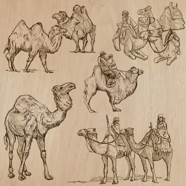 Camels - An hand drawn vectors. Converted clipart
