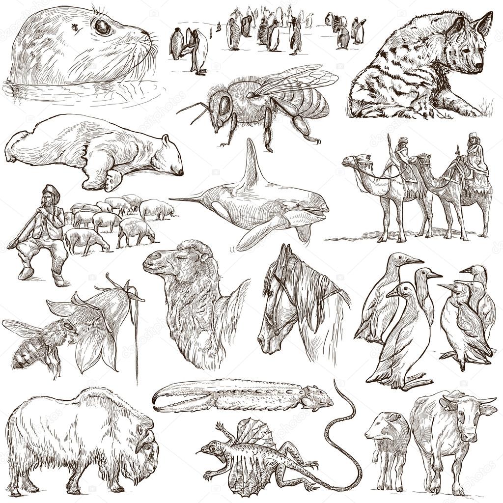 Animals - Freehand sketches on white