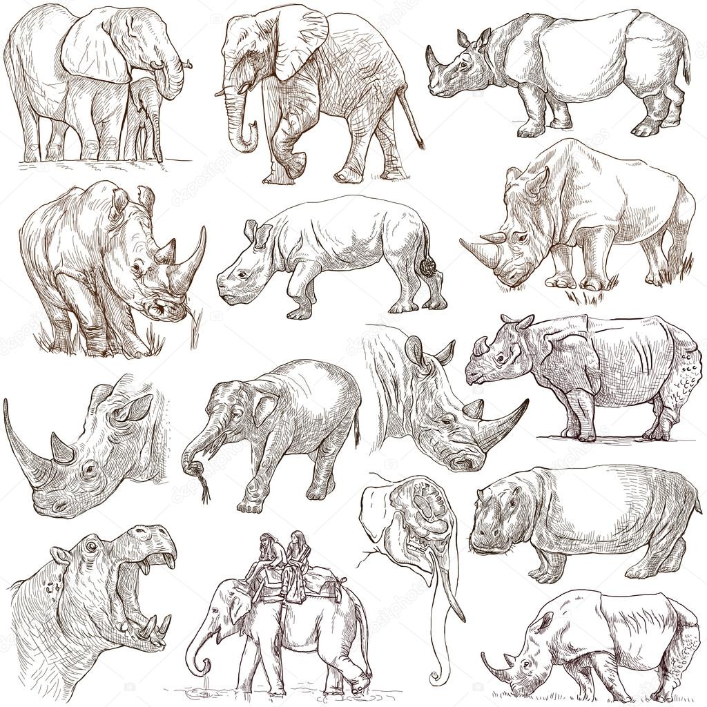 Rinoceronte como dibujar fotos de stock, imágenes de Rinoceronte como  dibujar sin royalties | Depositphotos
