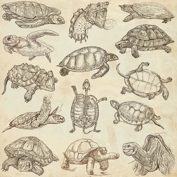 Tortugas - Manos libres, dibujos a mano de tamaño completo —  Fotos de Stock