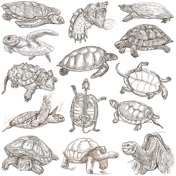 Tortues - mains libres, dessins à la main pleine grandeur — Photo