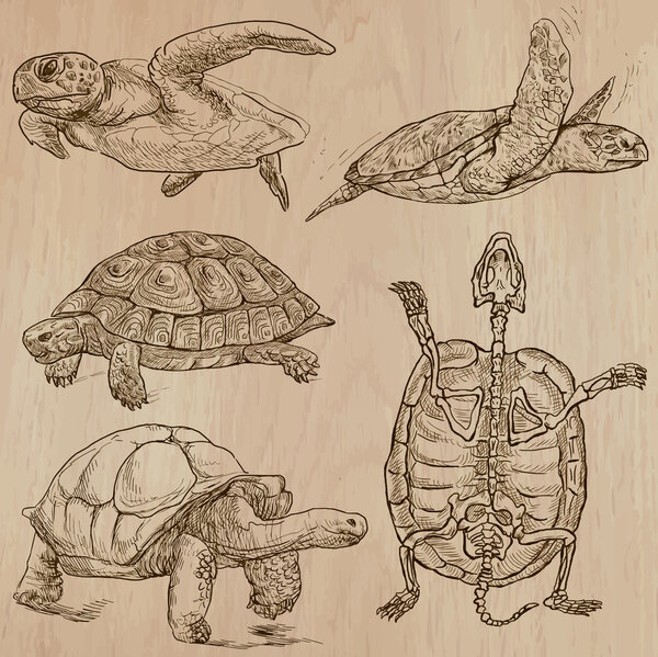 Черепахи - нарисованная вручную векторная пачка
