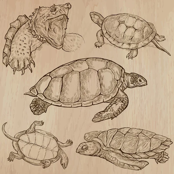 Tortues - Un paquet vectoriel dessiné à la main — Image vectorielle