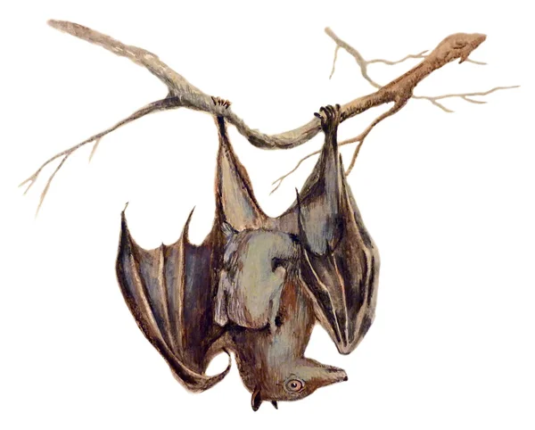 Bat - een hand geschilderd illustratie op wit — Stockfoto