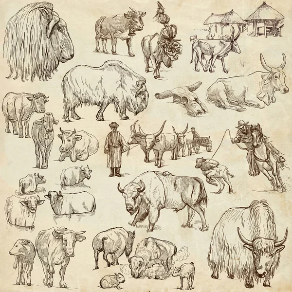 Cows and Cattle - pack of animals. Hand drawings. — Stock Photo, Image