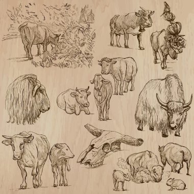 Cows and Cattle - Hand drawn vector pack clipart
