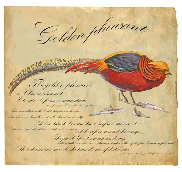 Золотой фазан - вектор, нарисованный вручную — стоковый вектор