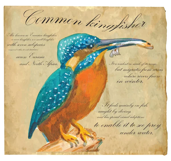 Ortak Kingfisher - bir el boyalı vektör — Stok Vektör