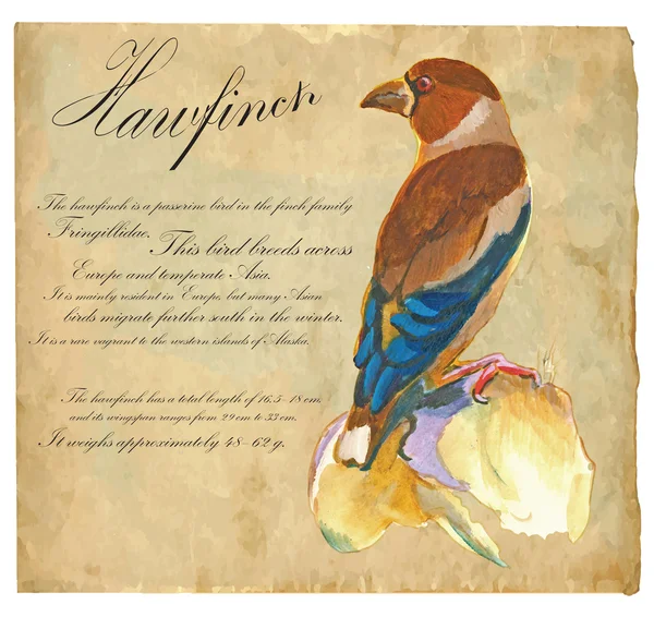 Hawfinch - Vektor lukisan tangan - Stok Vektor