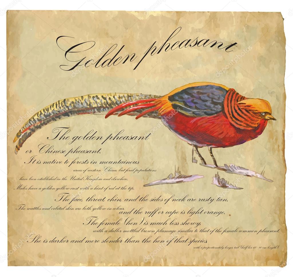 Golden Pheasant - An hand painted vector