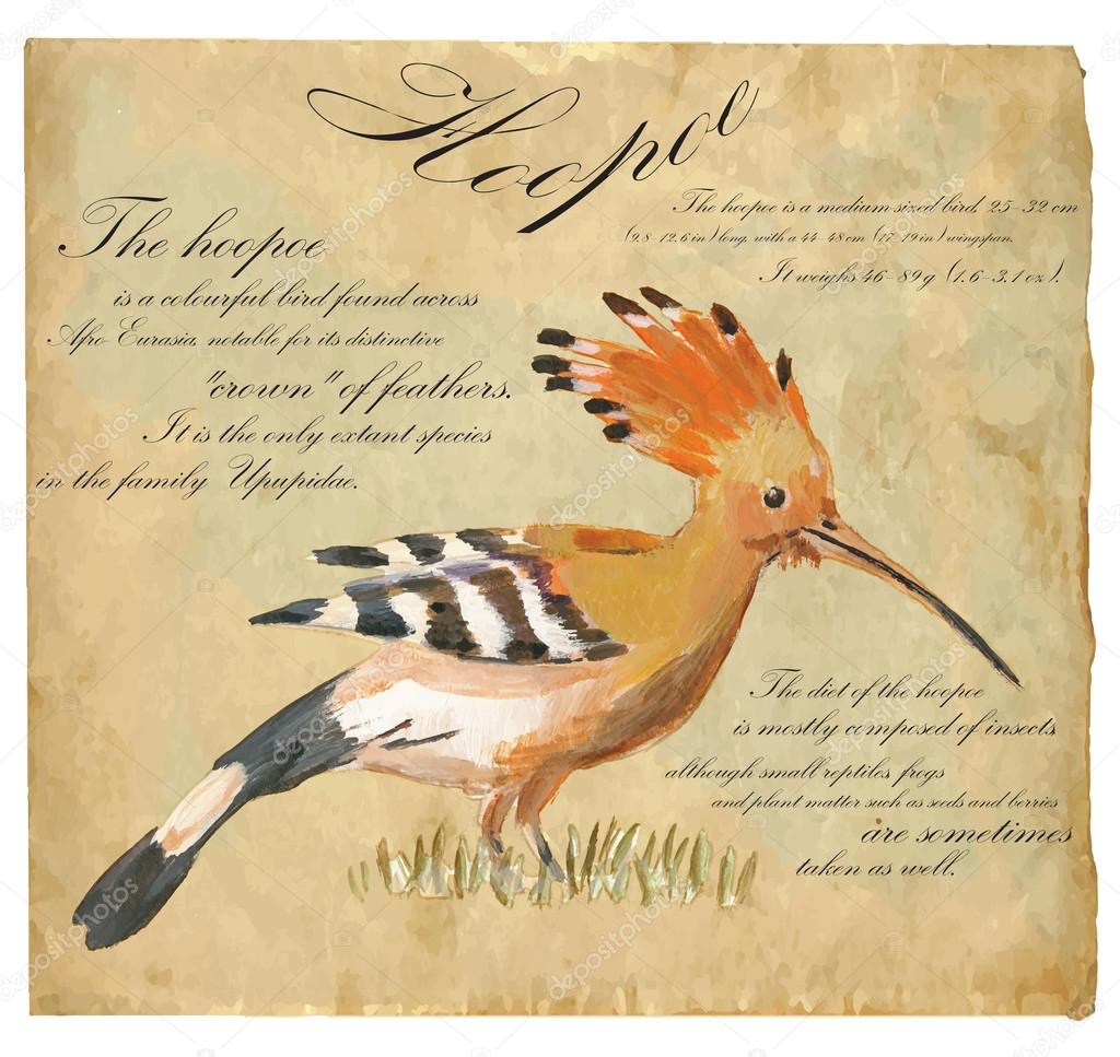 Hoopoe - An hand painted vector