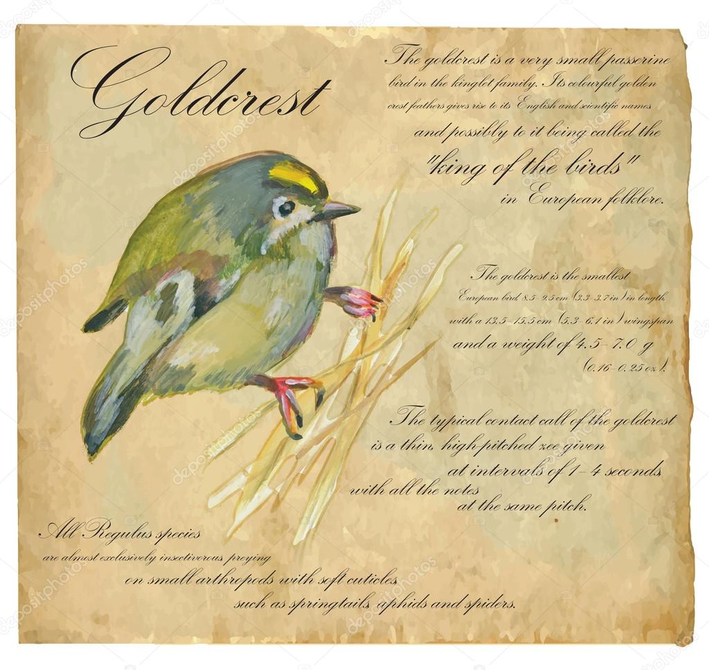 Goldcrest - An hand painted vector