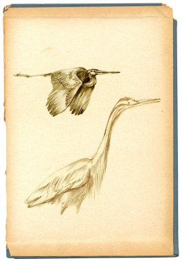 Karakalem, kroki - kuş, Herons