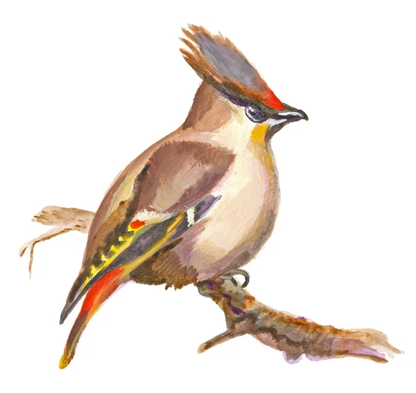 stock image An hand painted illustration on white - Bird, Boheian waxwing