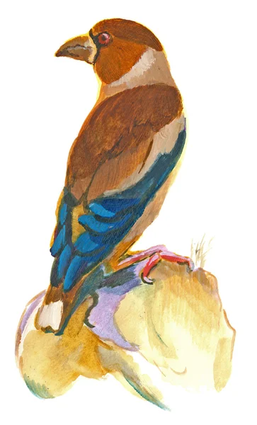 手绘插图上白鸟，Hawfinch — 图库照片