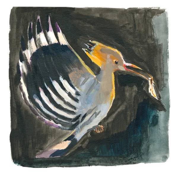 An hand painted illustration on white - Bird, Hoopoe — Stock Photo, Image