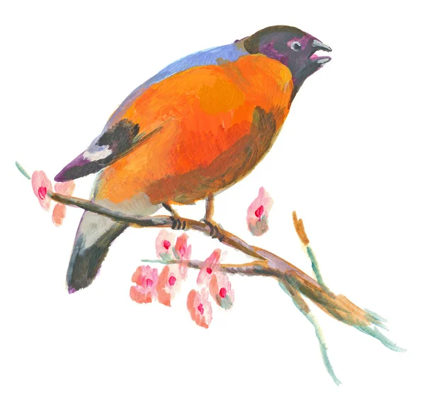 An hand painted illustration on white - Bird, Eurasian bullfinch — Stock Photo, Image