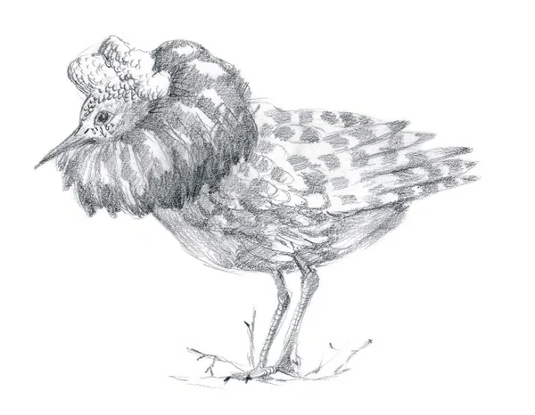 Pencil drawing - bird, Ruff bird — Stock Photo, Image