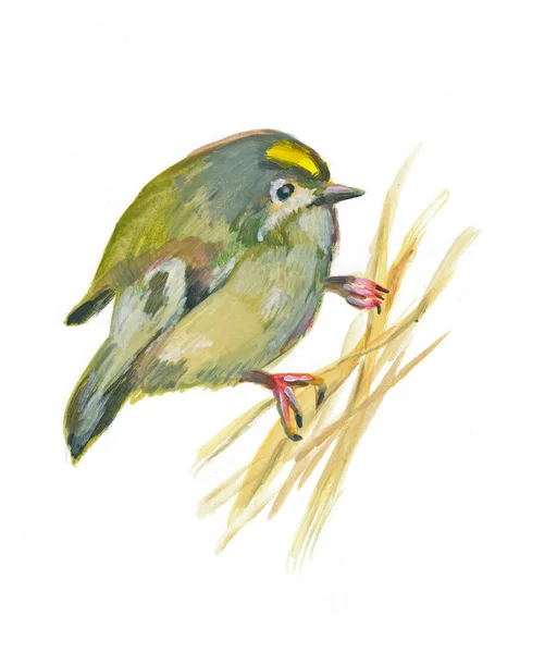 An hand painted illustration on white - Bird, Goldcrest — Stock Photo, Image