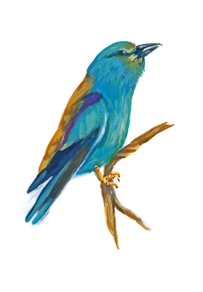 An hand painted illustration on white - Bird, European roller — Stock Photo, Image