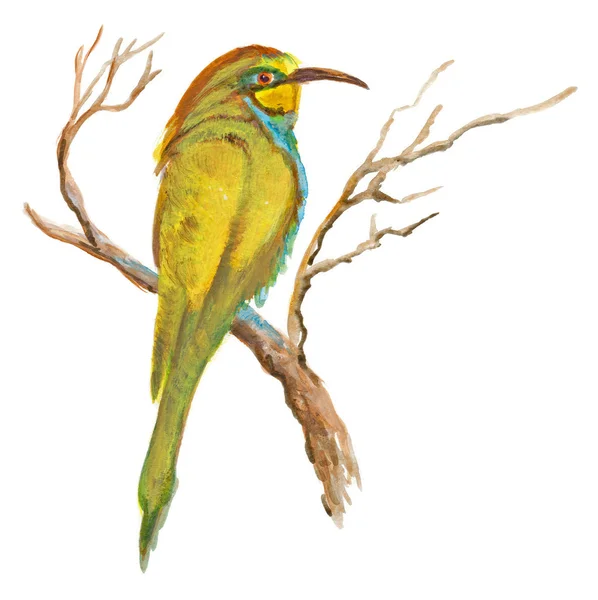 An hand painted illustration on white - Bird, European bee-eater — Stock Photo, Image