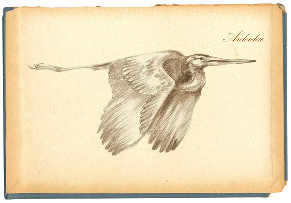 Pencil drawing, sketch - bird, Heron — Stock Photo, Image