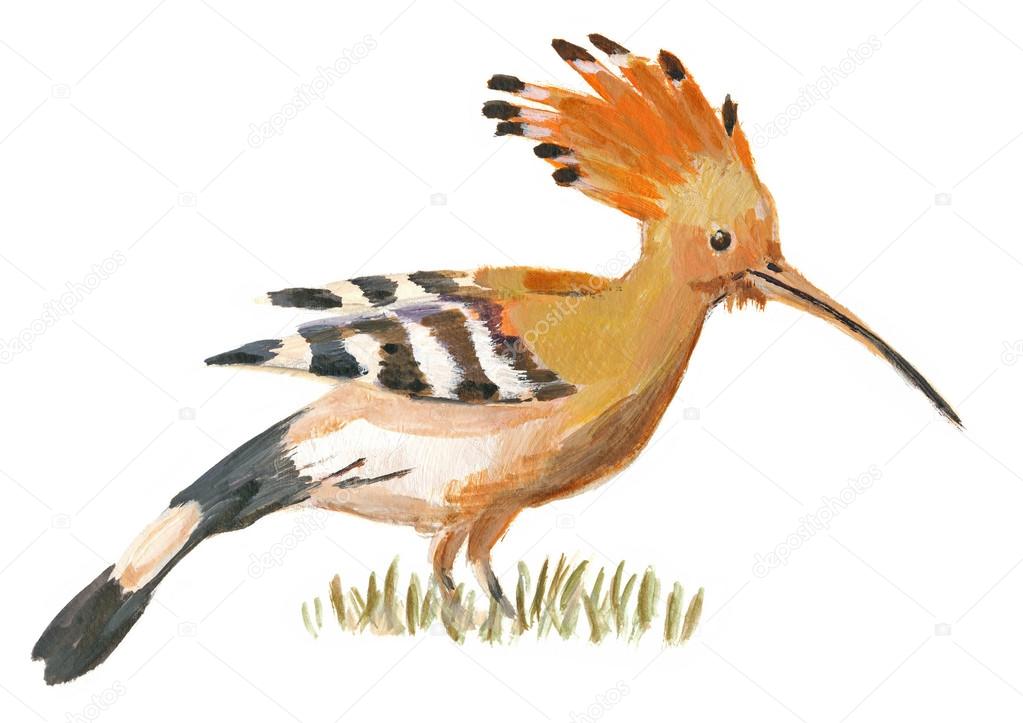 An hand painted illustration on white - Bird, Hoopoe