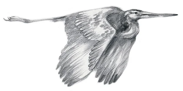 Pencil drawing, sketch - bird, Heron — Stock Photo, Image