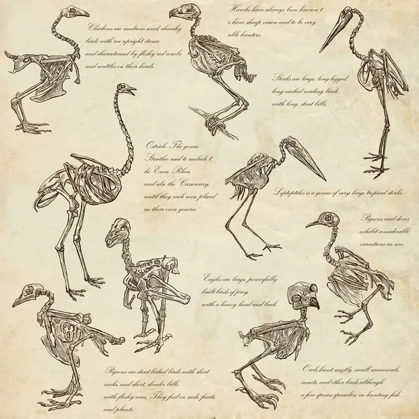 Knochen, Schädel verschiedener Vögel - Freihände — Stockfoto