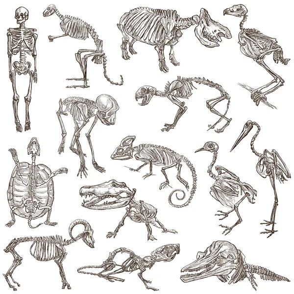 Эволюция скелета тела животных. Скелеты животных. Эволюция животного мира ароморфозы. Эволюция скелета тела животных. Эволюция осевого скелета позвоночных.