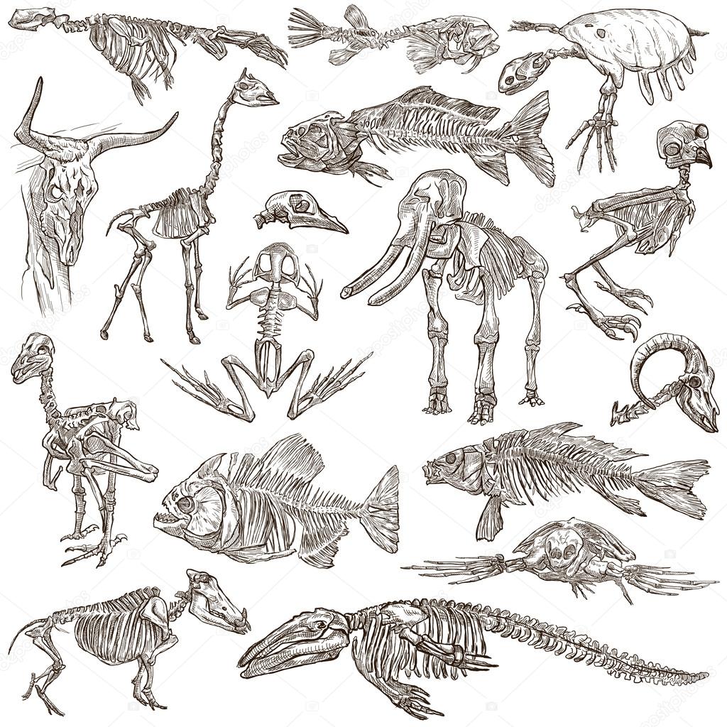 Early whales swam doggy paddle across the ocean from India to Africa | New  Scientist, image size:1024x1024