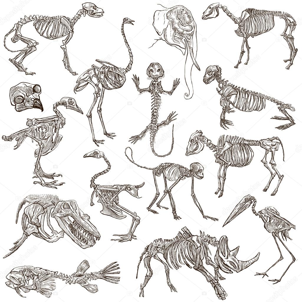 bones and skulls of different animals - freehands