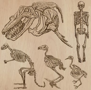 Bones, kafatasları, iskelet - freehands, vektör