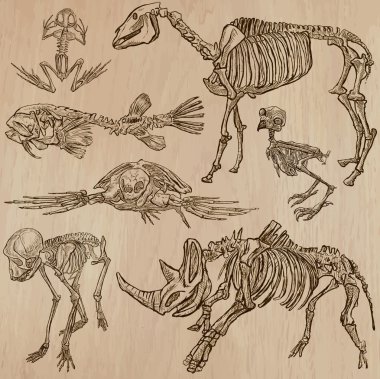 Bones, kafatasları, iskelet - freehands, vektör