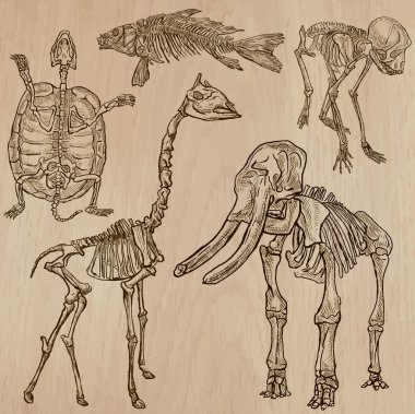 Bones, kafatasları, iskelet - freehands, vektör