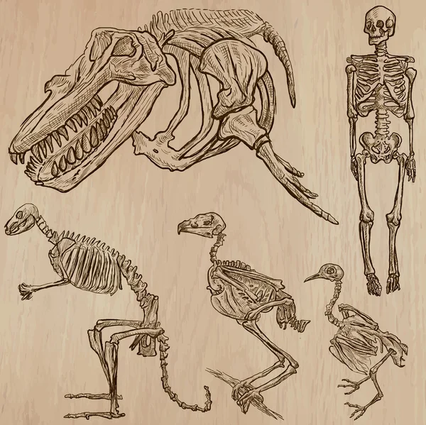 骨、 头骨、 骨骼 ― ― freehands，矢量 — 图库矢量图片