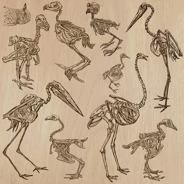 鳥の骨、骸骨 - freehands、ベクトル — ストックベクタ