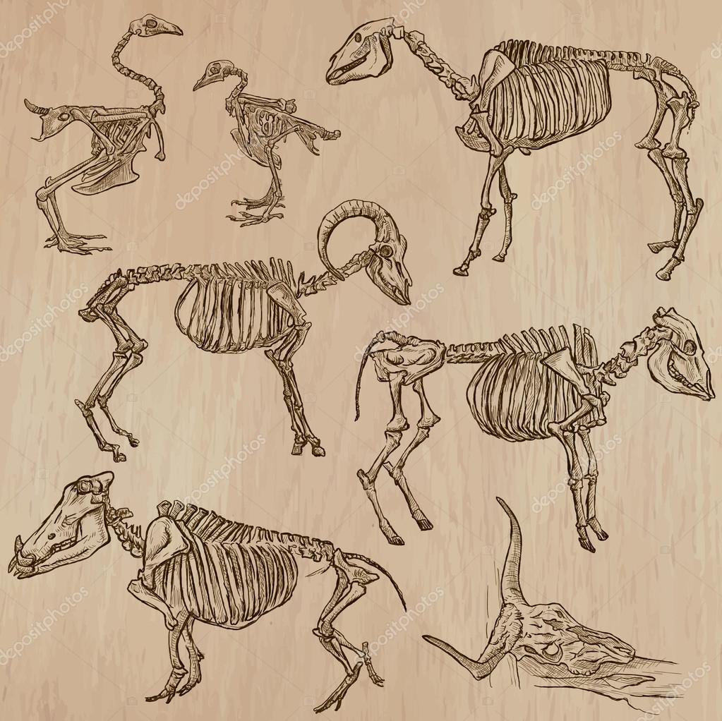 Bones, Skeletons of Domestic Animals- freehand, vector Stock Vector Image by ©kuco #91415748 Bones, Skeletons of Domestic Animals- freehand, vector Stock Vector Image by ©kuco #91415748