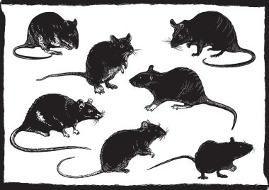 rats collection, freehand sketching, vector illustration clipart
