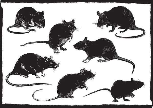 Kolekcja szczury, odręczne szkicowania, wektorowych ilustracji — Wektor stockowy
